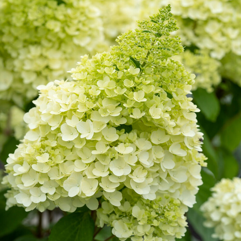 Rispenhortensie Magical® Moonlight