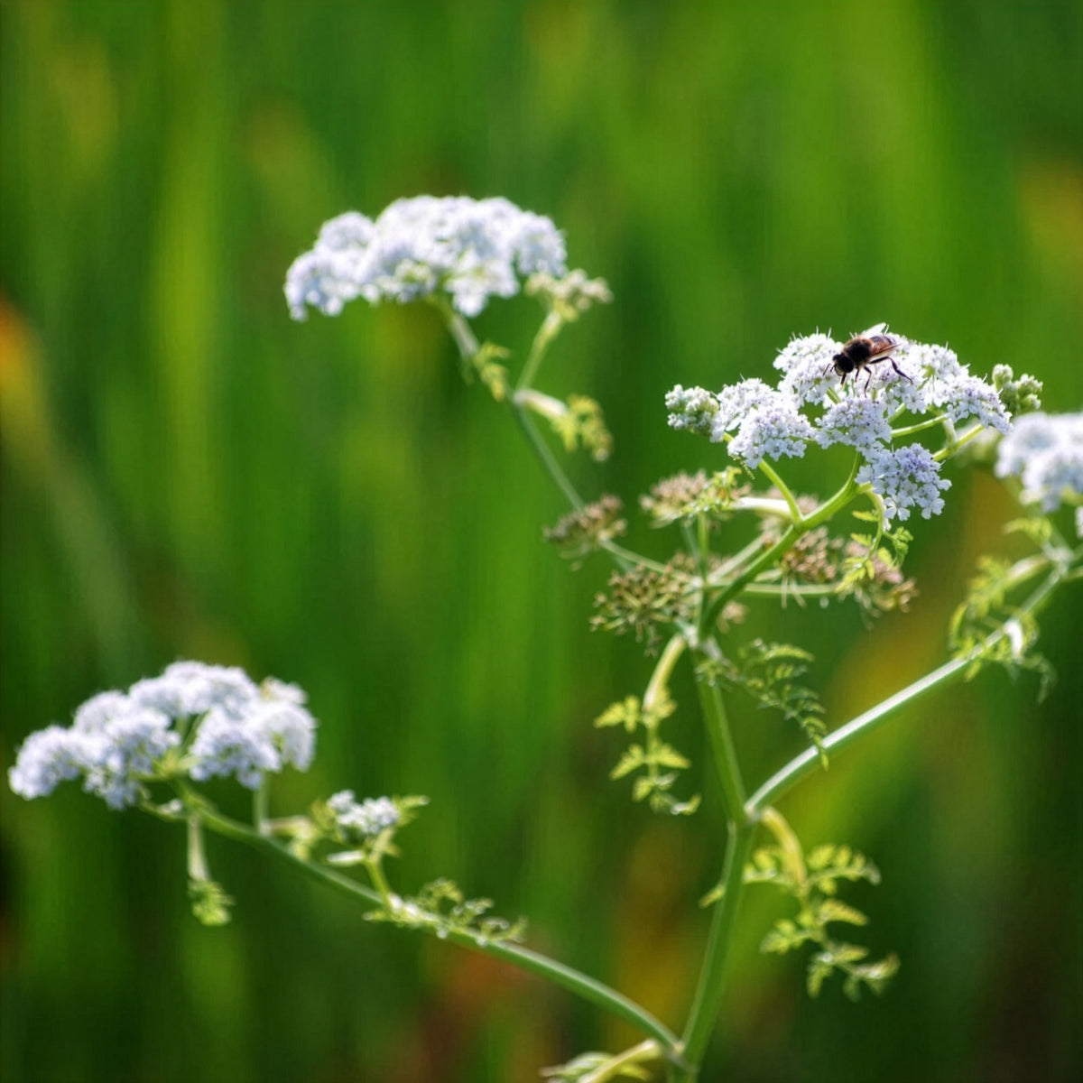 Oenanthe aquatica - Wasser-Oenanthe - Wassernabel
