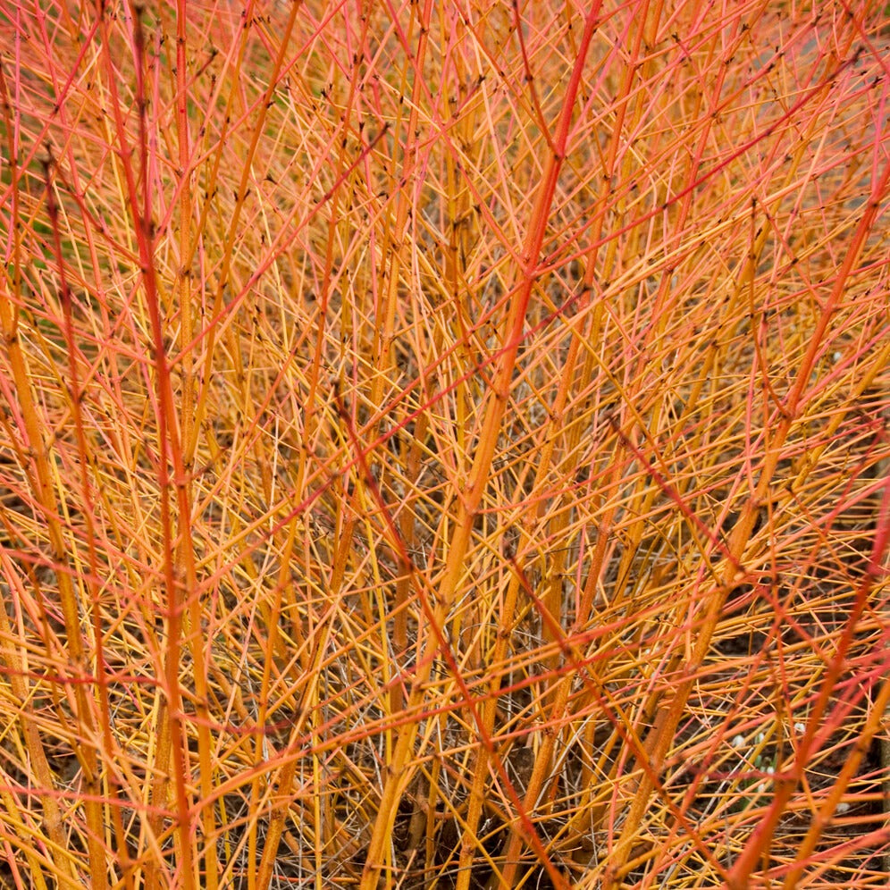 Blutroter Hartriegel Midwinter Fire