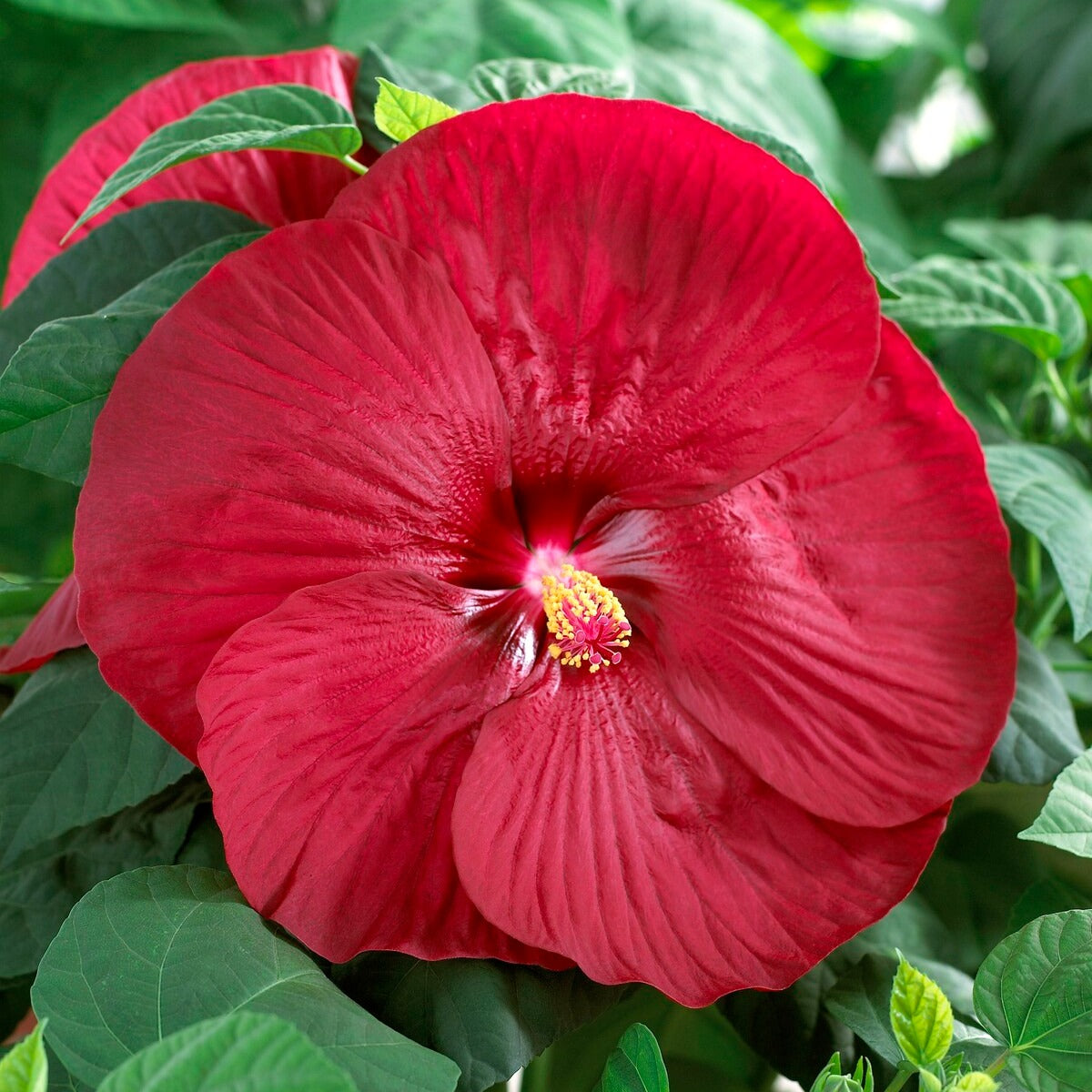 Roseneibisch Luna Red - Hibiscus moscheutos Luna Red - Willemse