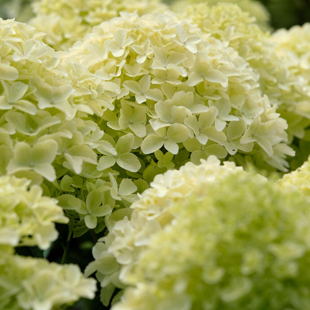 Rispenhortensie 'Whitelight'