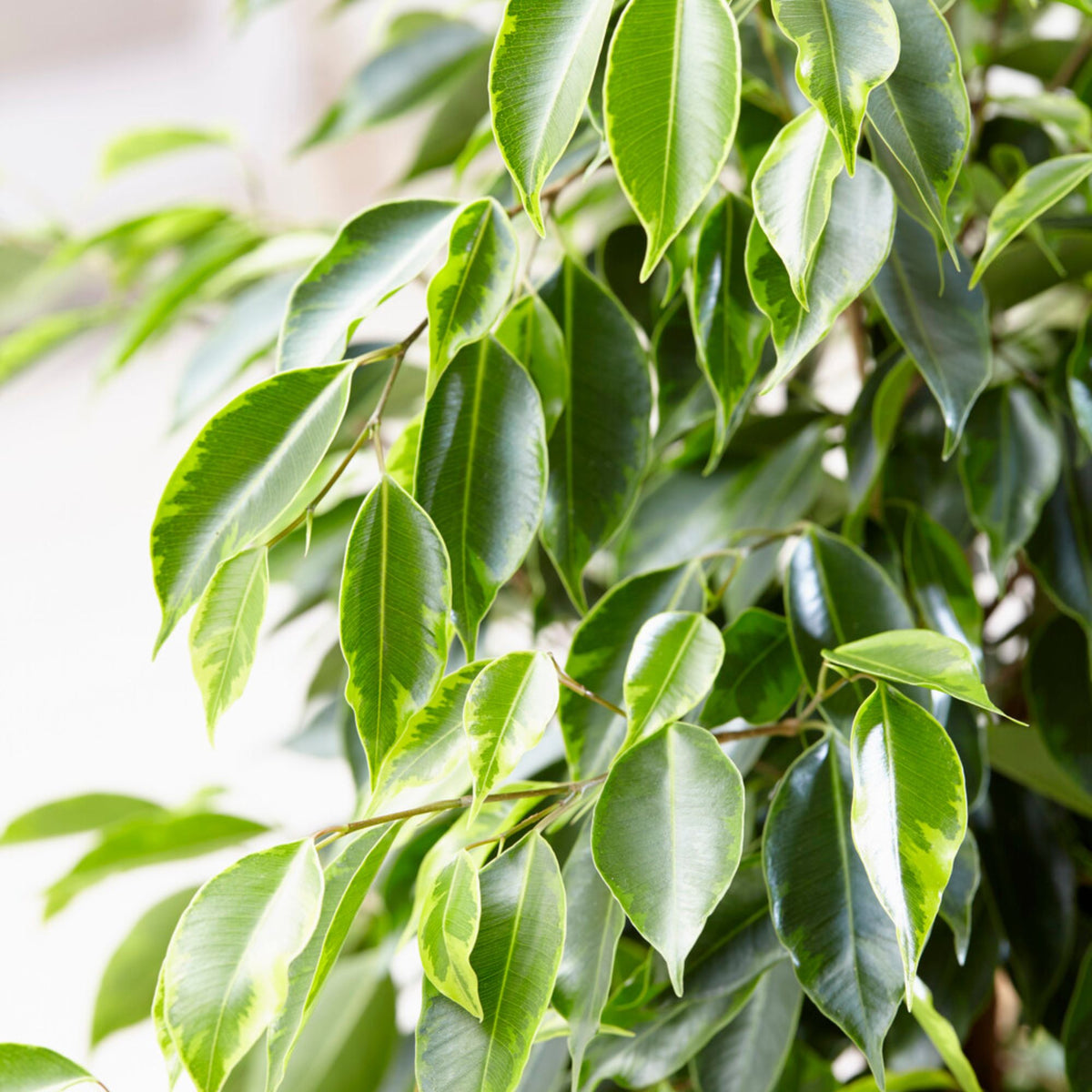 Birkenfeige 'Anastasia' - Ficus benjamina Anastasia - Willemse