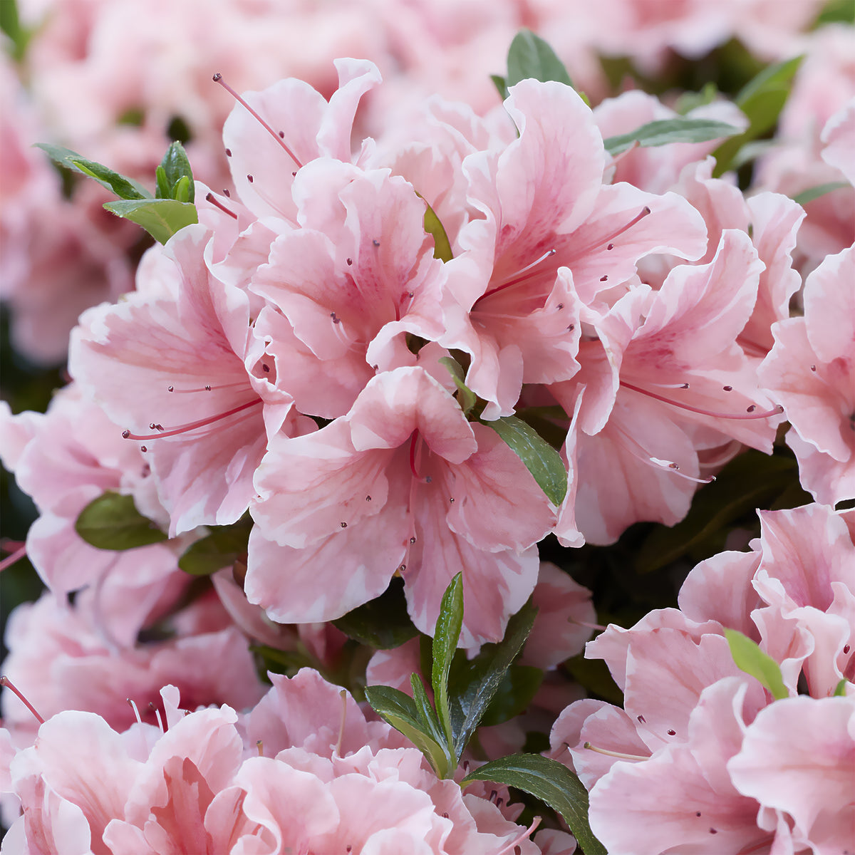 Japanische Azalee ‘Encore Sunburst’® - Willemse