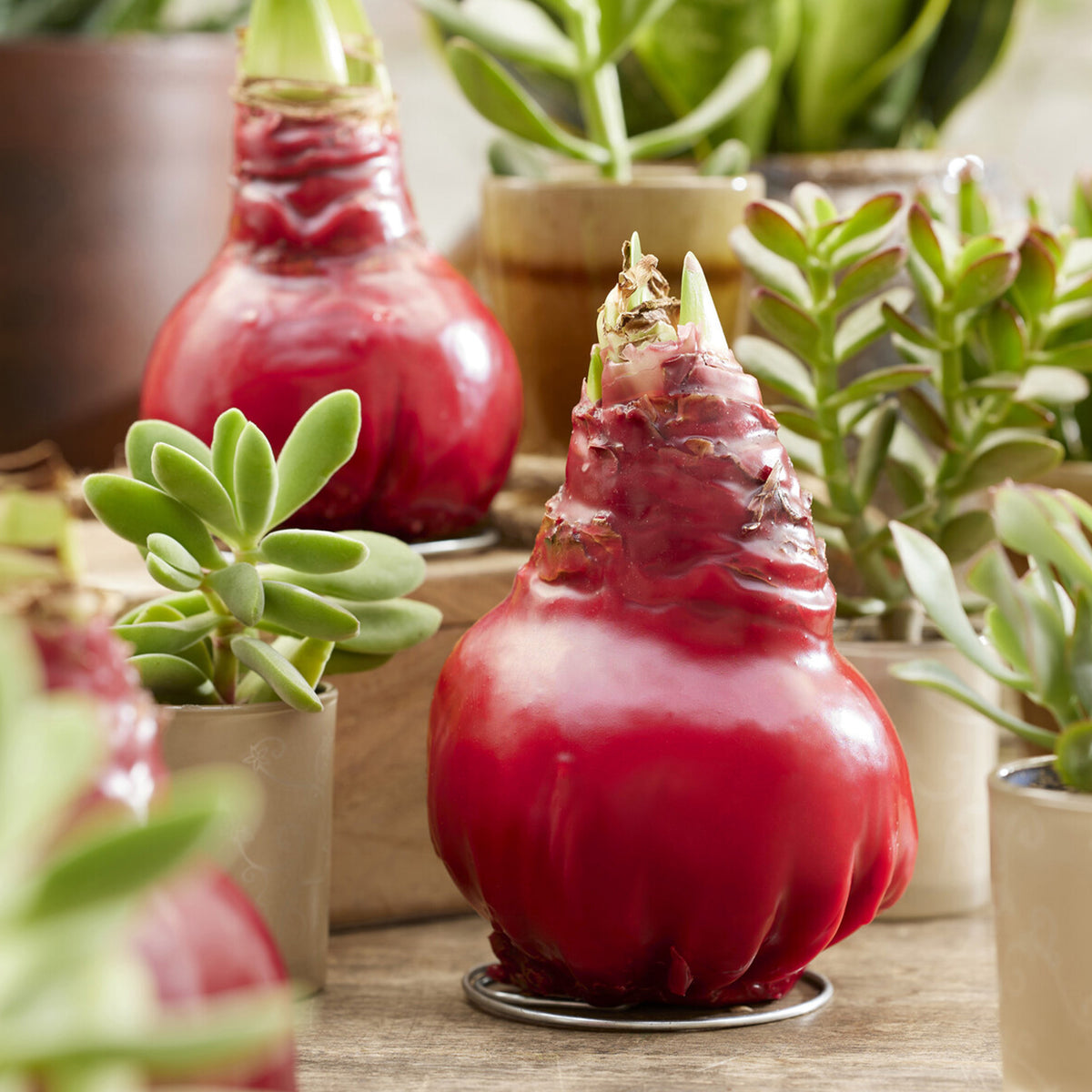 Wachs Amaryllis Gloss X Mas Red - Amaryllis Gloss X Mas Red - Willemse