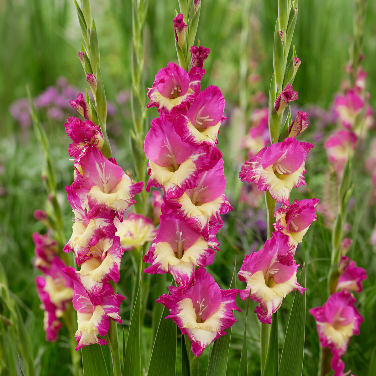 Gladiole ‘Extravert’ (x25) - Willemse