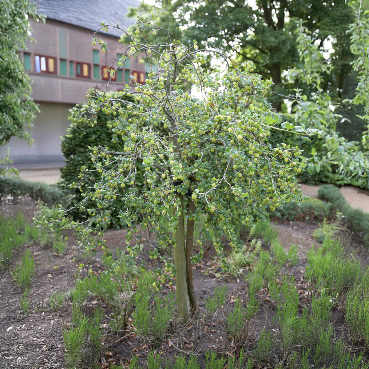 Weisse Stachelbeere auf Stamm - Ribes uva-crispa Hinnonmäki Grün - Willemse