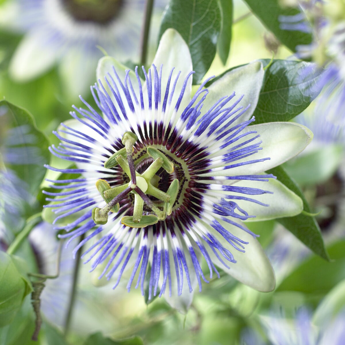 Passionsblume Clear Sky - Willemse