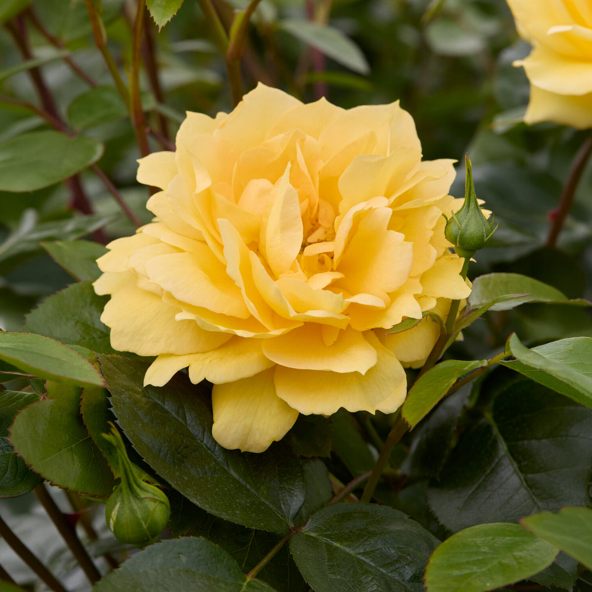 Inselrose Bahama ® Intercomham - Willemse