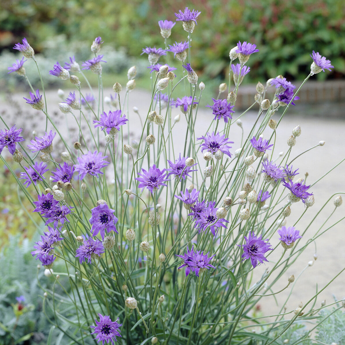 Blaue Rasselblume - Willemse