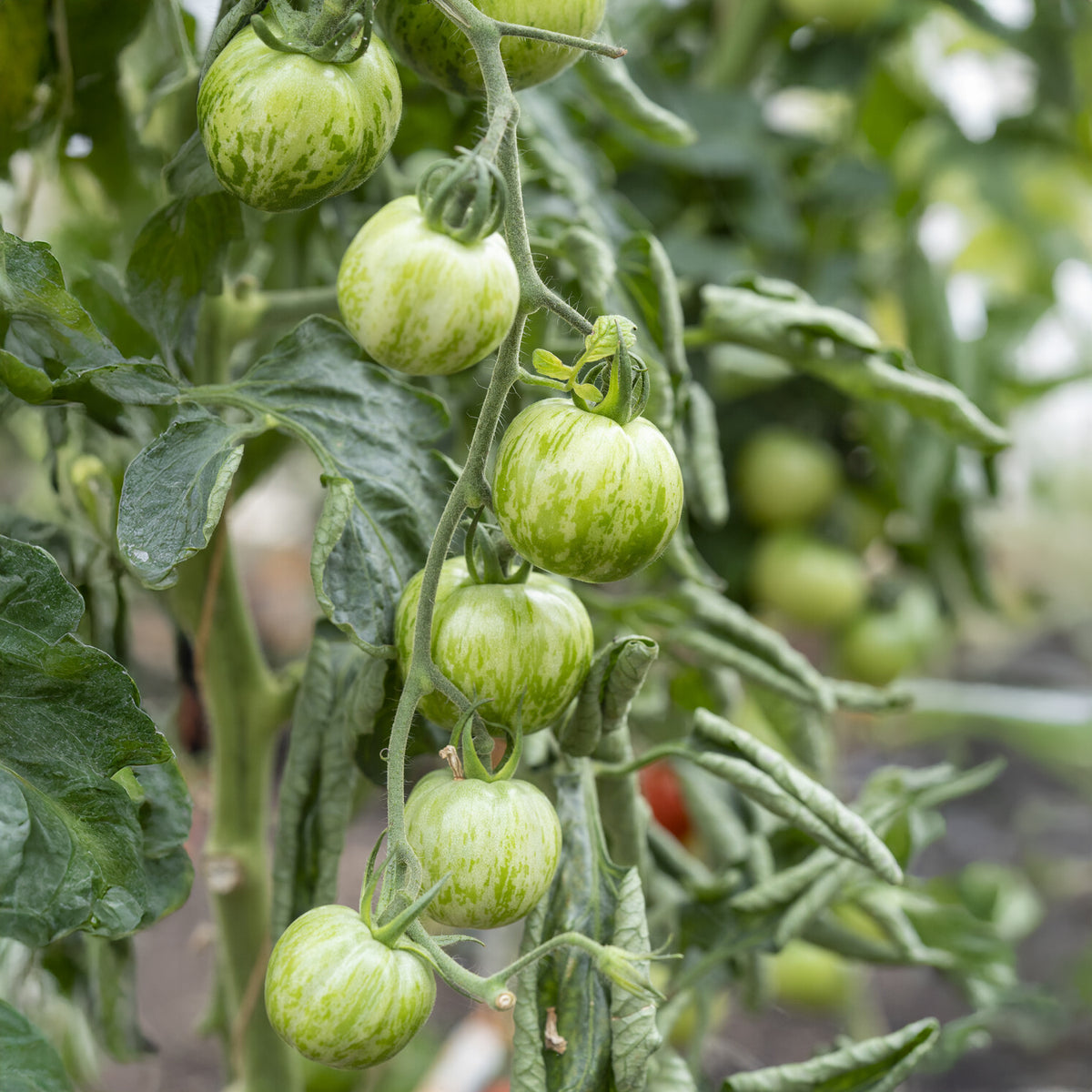 Tomate Green Zebra Pflanzen - Willemse
