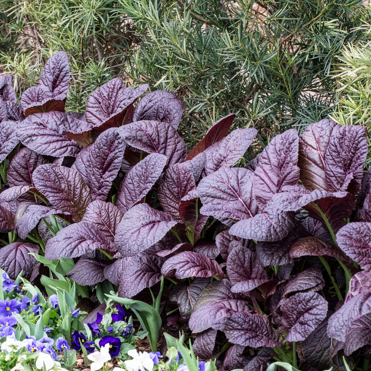 Roter Blattsenf Red Giant Bio - Brassica juncea integrifolia red giant - Willemse