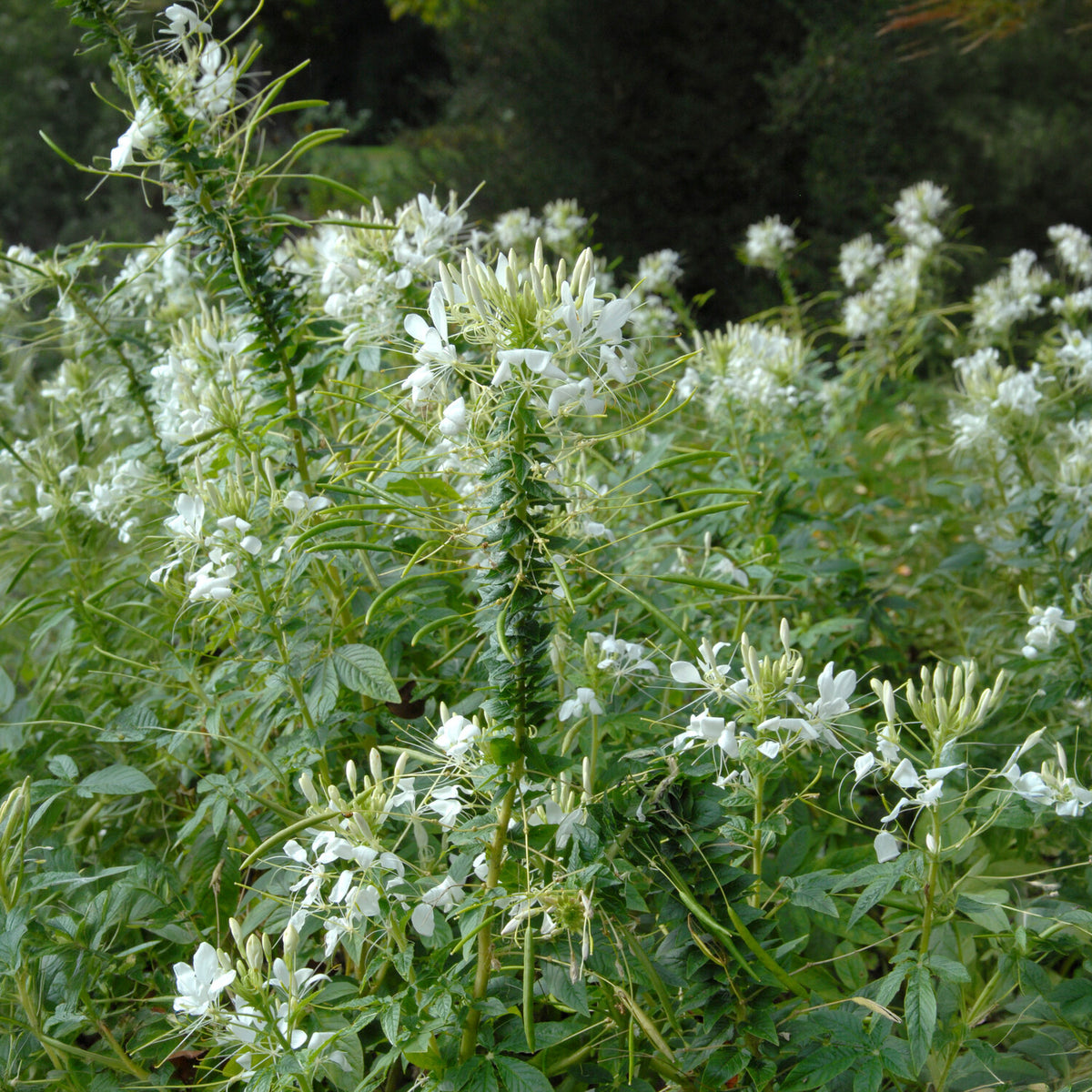 Cleome spinosa white queen - Dornige Cleome White Queen - Cleome - Spinnenblume