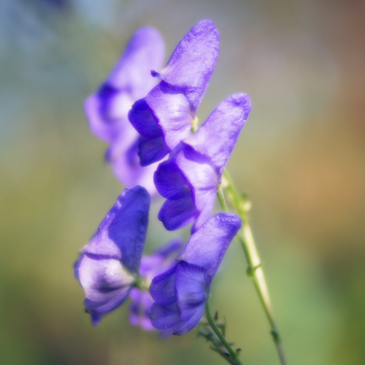 Eisenhut - Aconitum napellus - Willemse