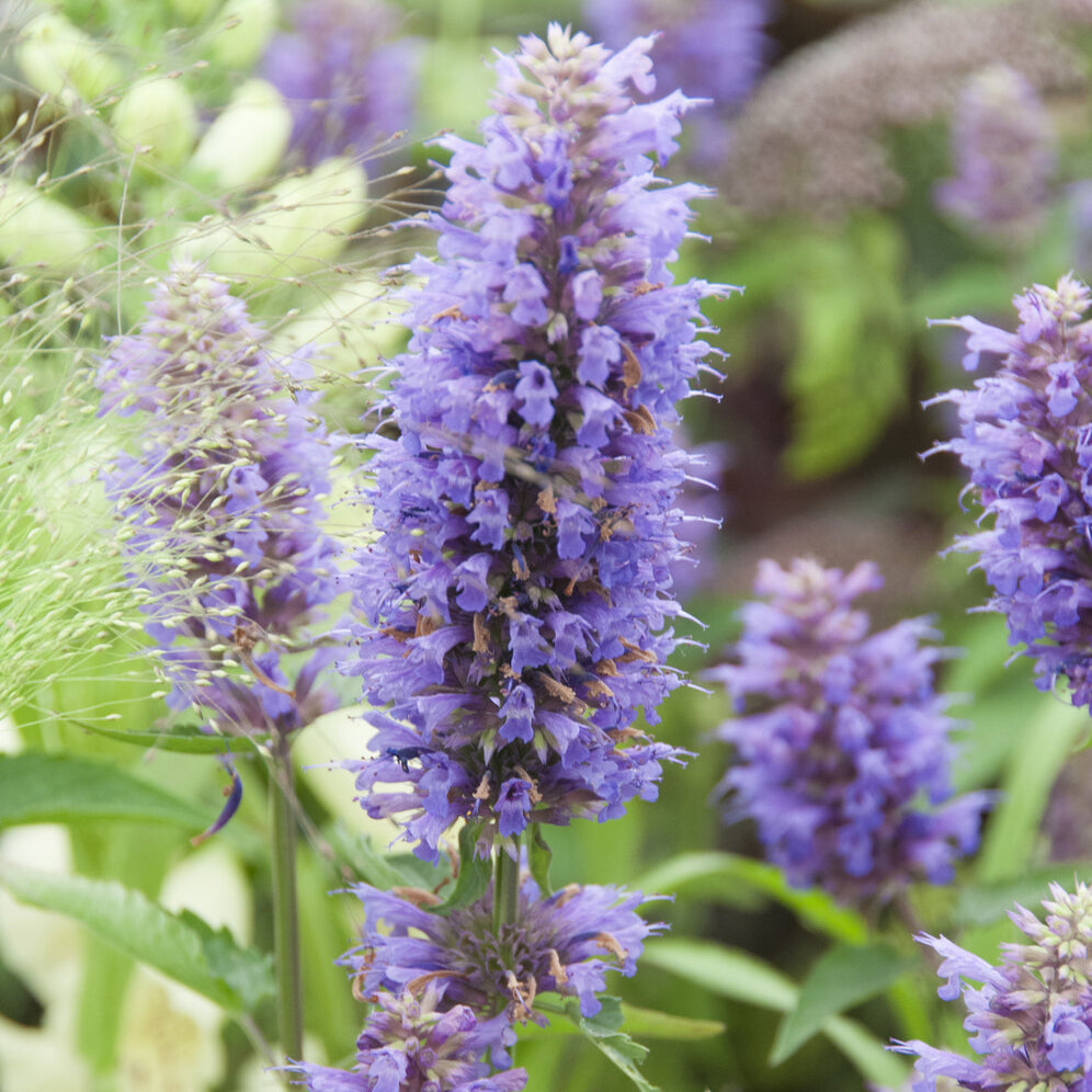 Agastache - Agastache Blue Boa - Agastache Blue Boa
