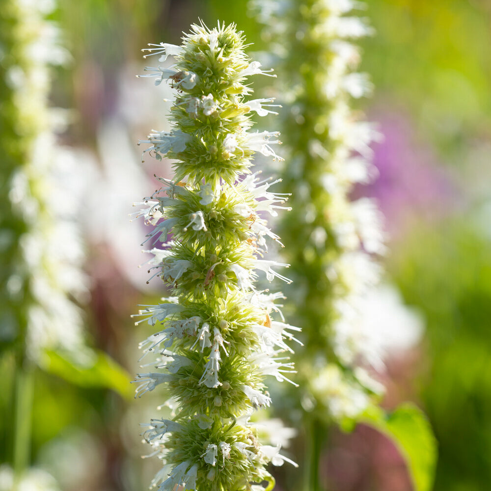 Agastache rugosa Alabaster - Duftnessel 'Alabaster' - Agastache