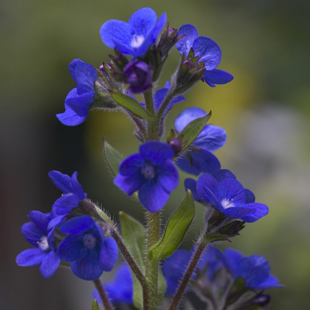 Ochsenzunge ‘Loddon Royalist’ - Willemse