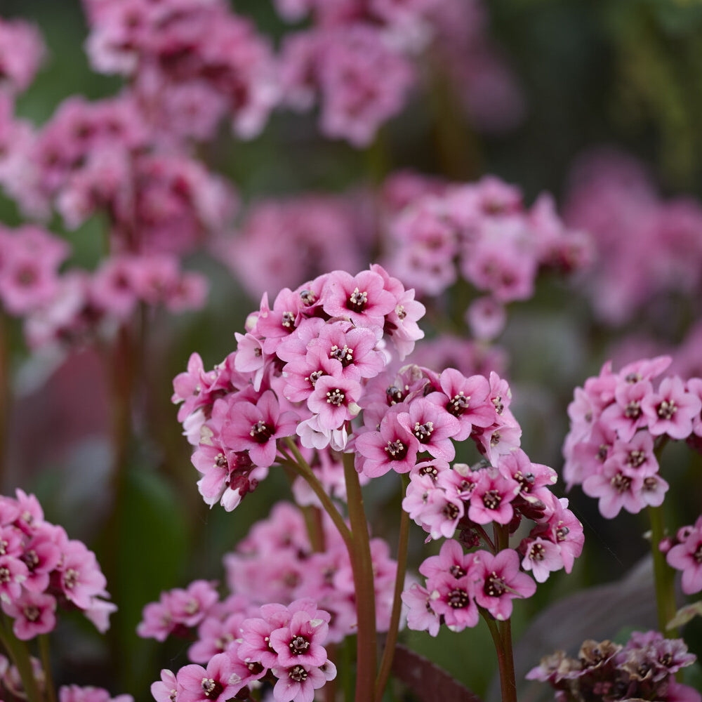 Bergenia cordifolia - Altai-Bergenie - Bergenie