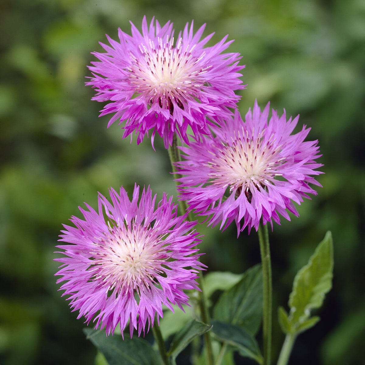 Weißblättrige Flockenblume John Coutts - Willemse