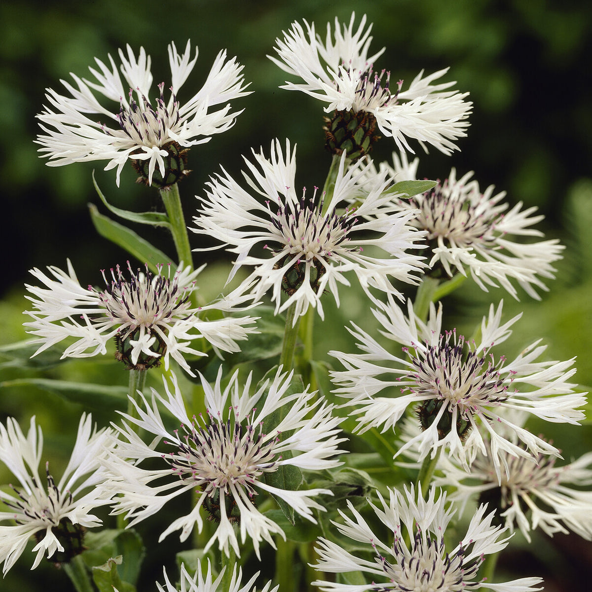 Weiße Bergflockenblume - Willemse