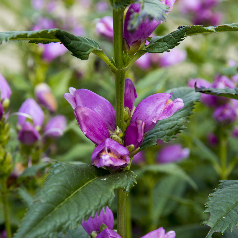 Schlangenkopf ‘Alba’