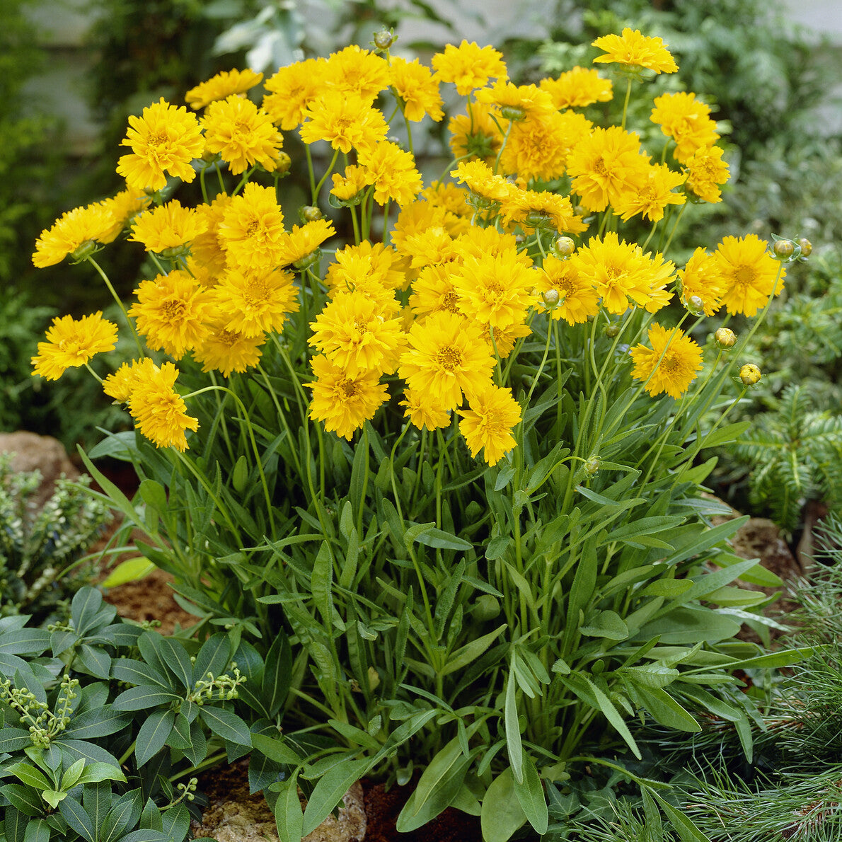 Großblumiges Mädchenauge 'Early Sunrise' - Willemse