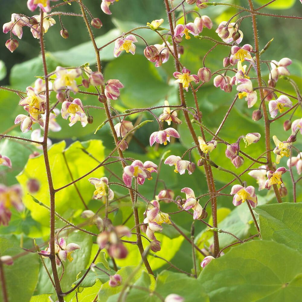 Elfenblume pubigerum - Willemse