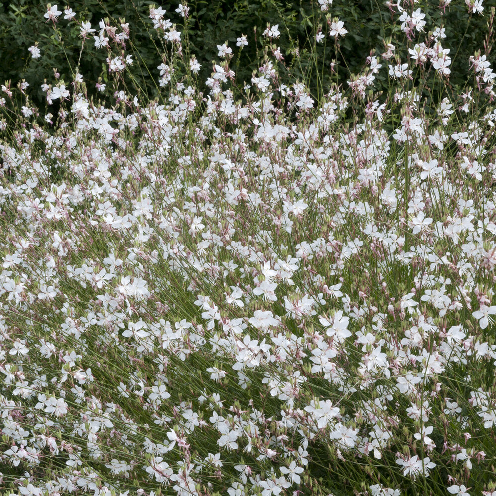 Prachtkerze ‘Short Form’ - Willemse