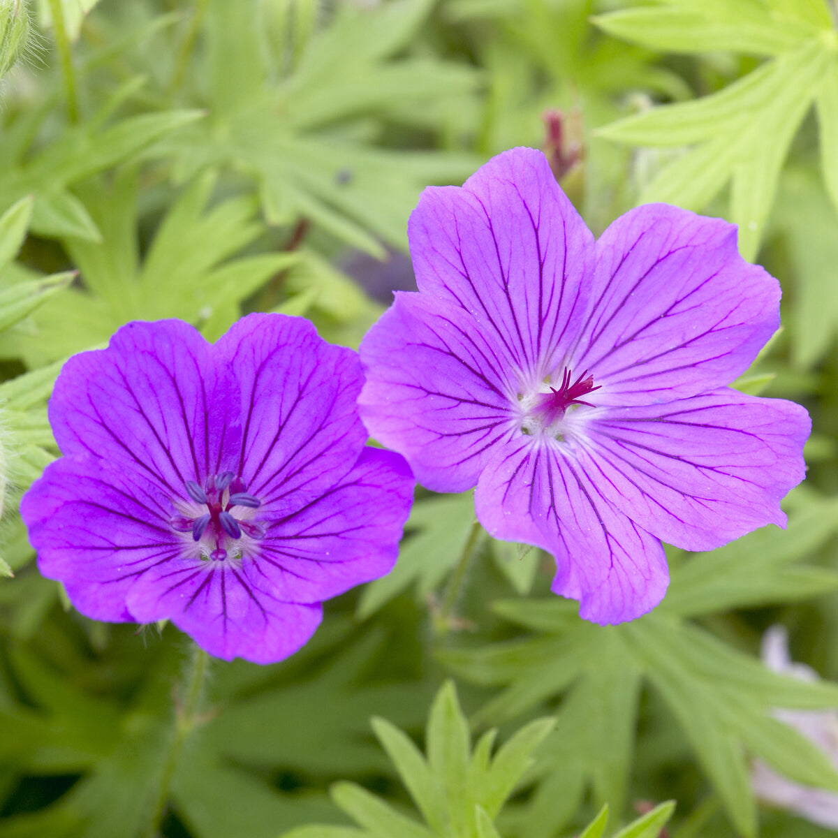 Geranium Tiny Monster - Geranie Tiny Monster - Geranien