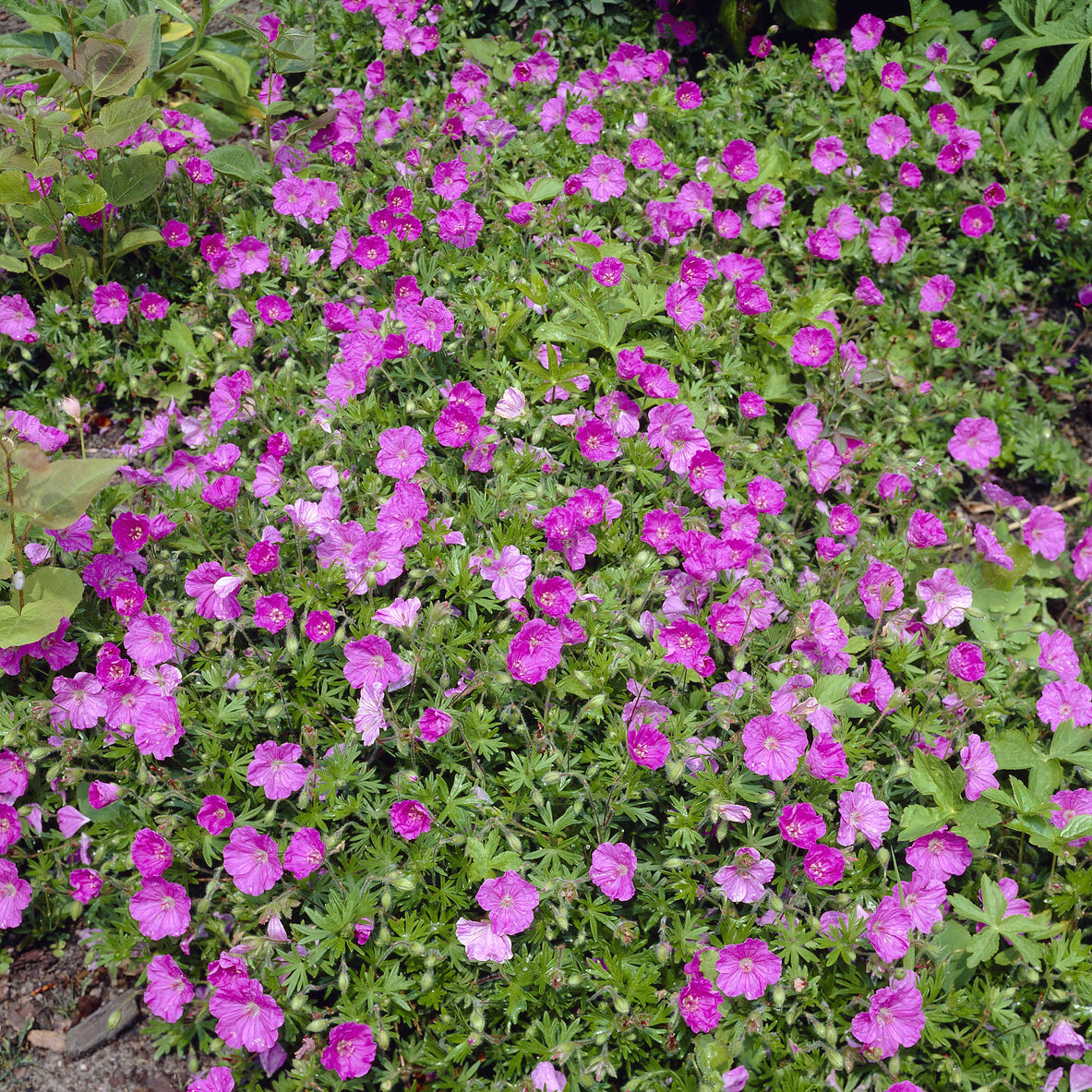 Blut-Storchschnabel Ankum's Pride - Geranium sanguineum Ankum's Pride - Willemse
