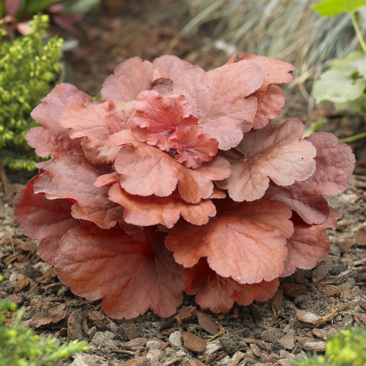 Purpurglöckchen ‘Fire Alarm’ - Heuchera Fire Alarm - Willemse