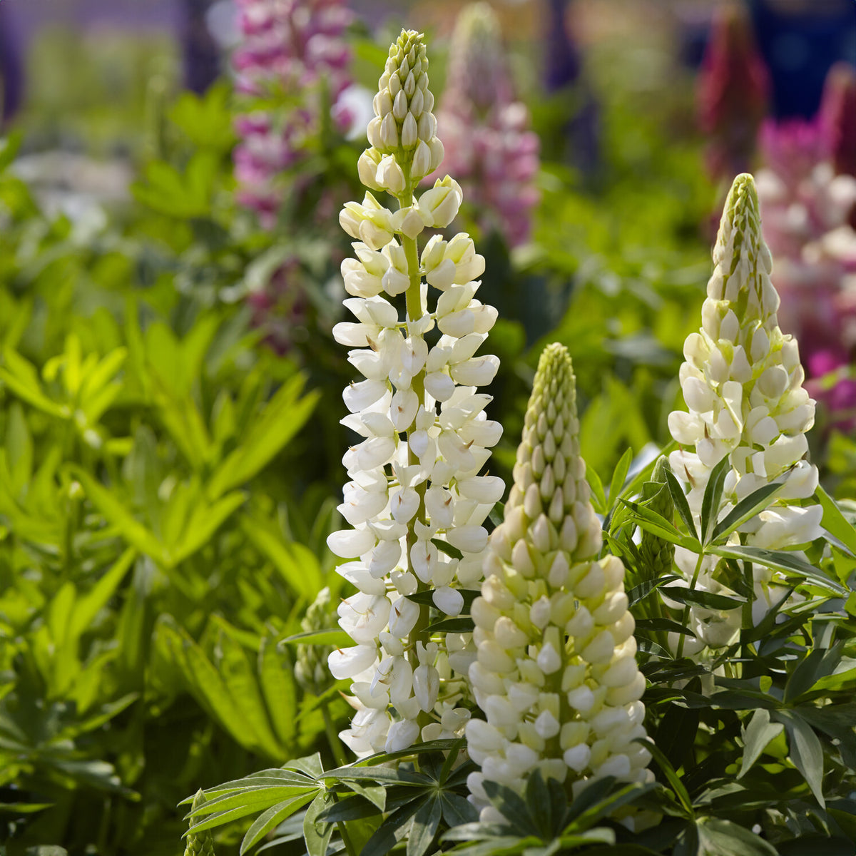 Lupine 'Gallery Weiß' - Willemse