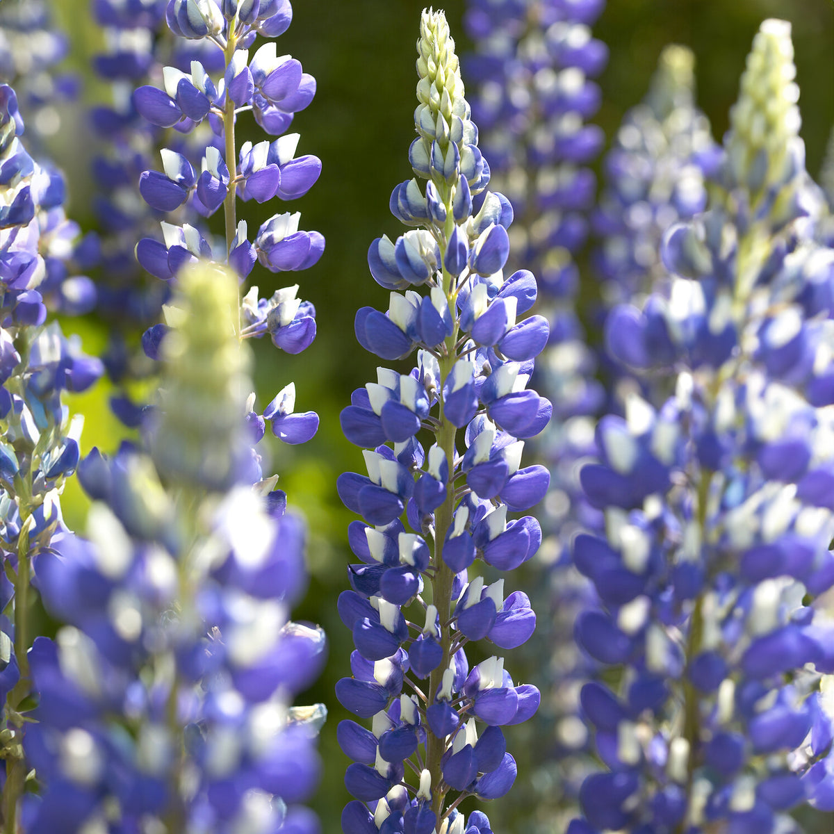 Lupine ‘The Governor’ - Willemse