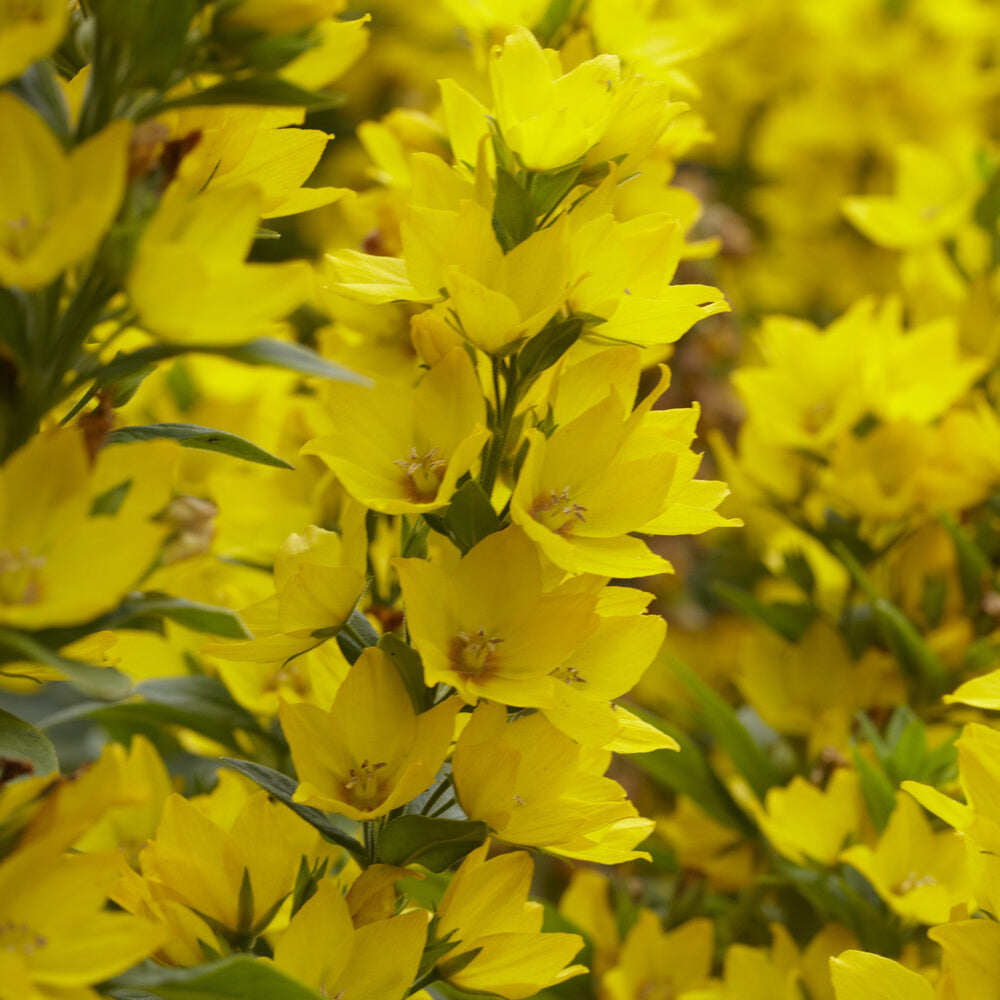 Lysimachia punctata - Gepunkteter Gilbweiderich - Stauden
