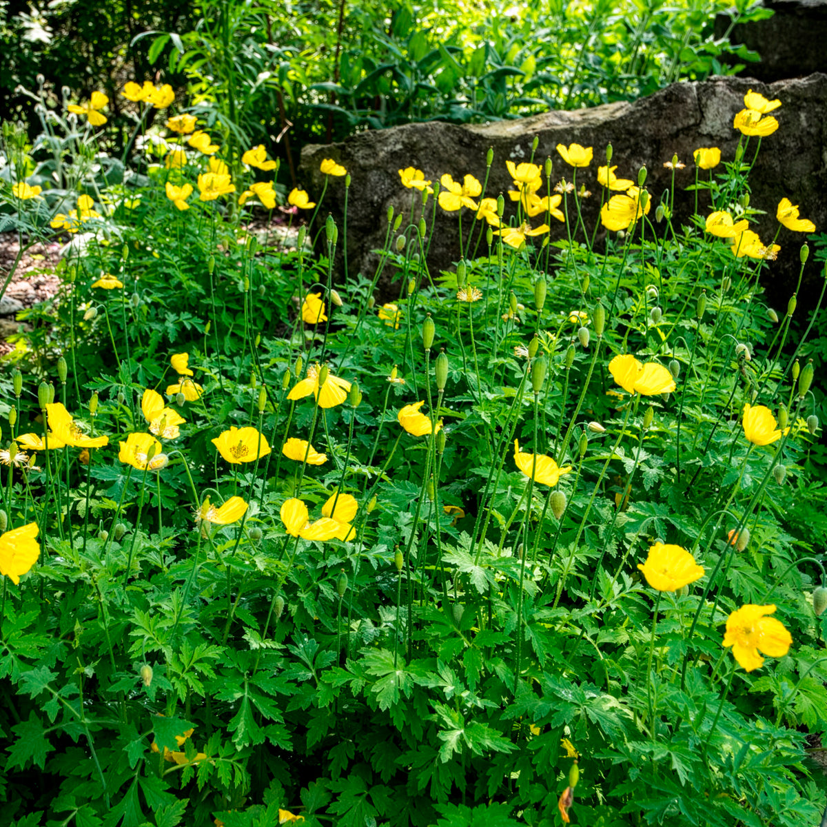 Kambrischer Scheinmohn - Willemse