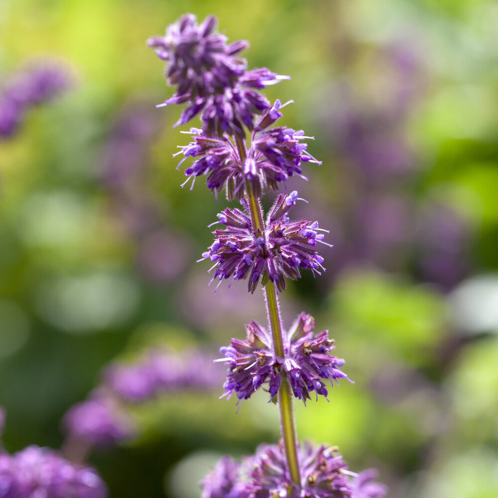 Quirlblütiger Salbei ‘Purple Rain’ - Salvia verticillata Purple Rain - Willemse