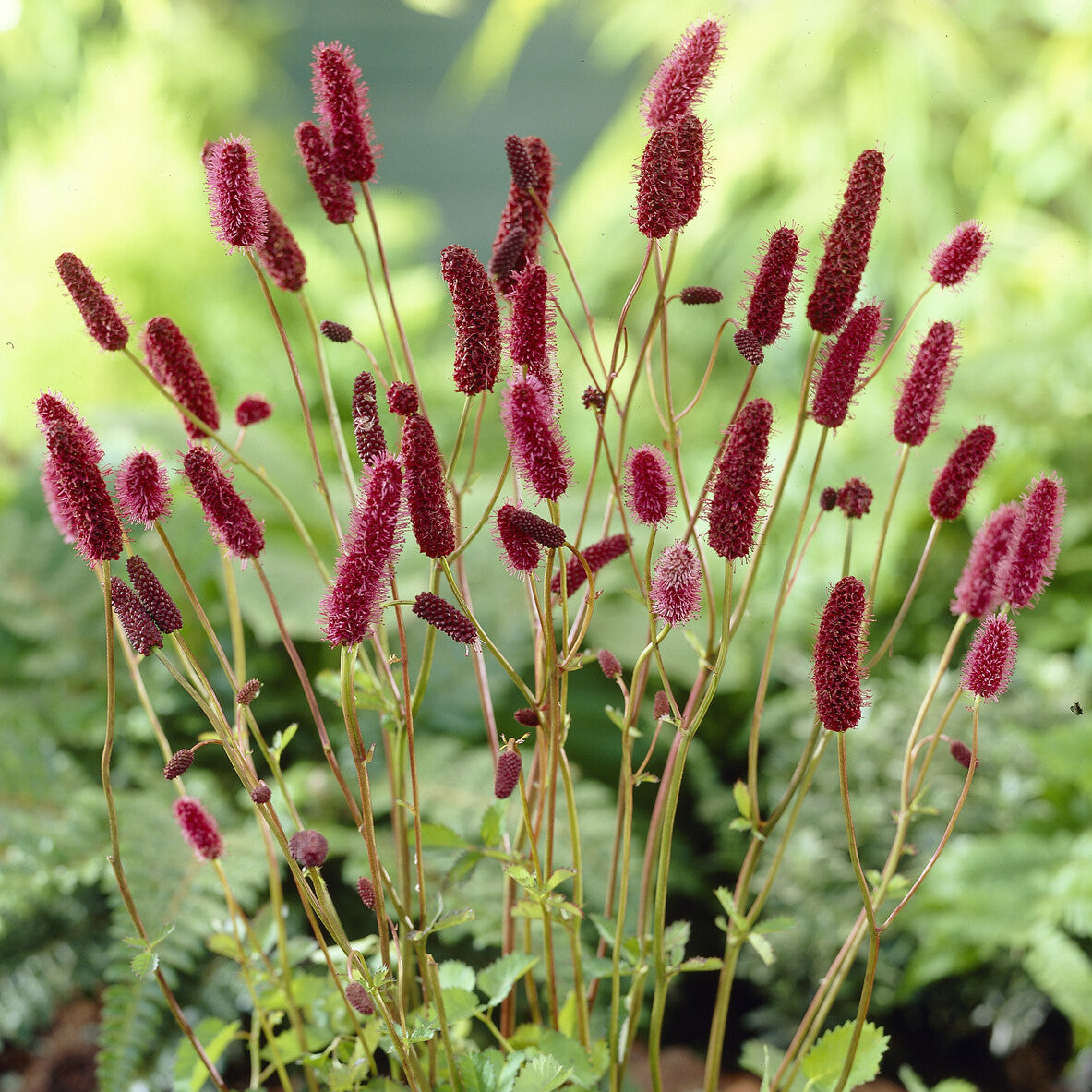 Rötlicher Wiesenknopf Alaska-Pimpinelle - Willemse