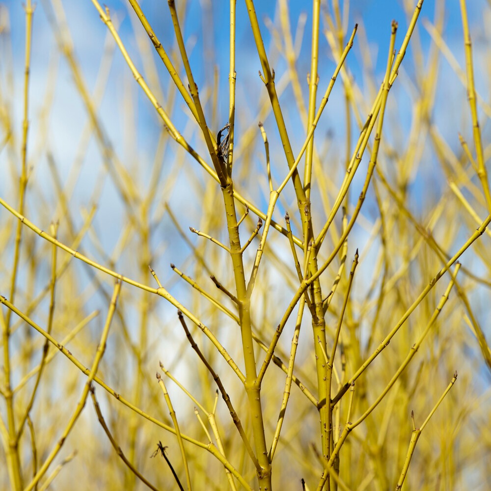 Gelbholzhartriegel Flaviramea - Willemse