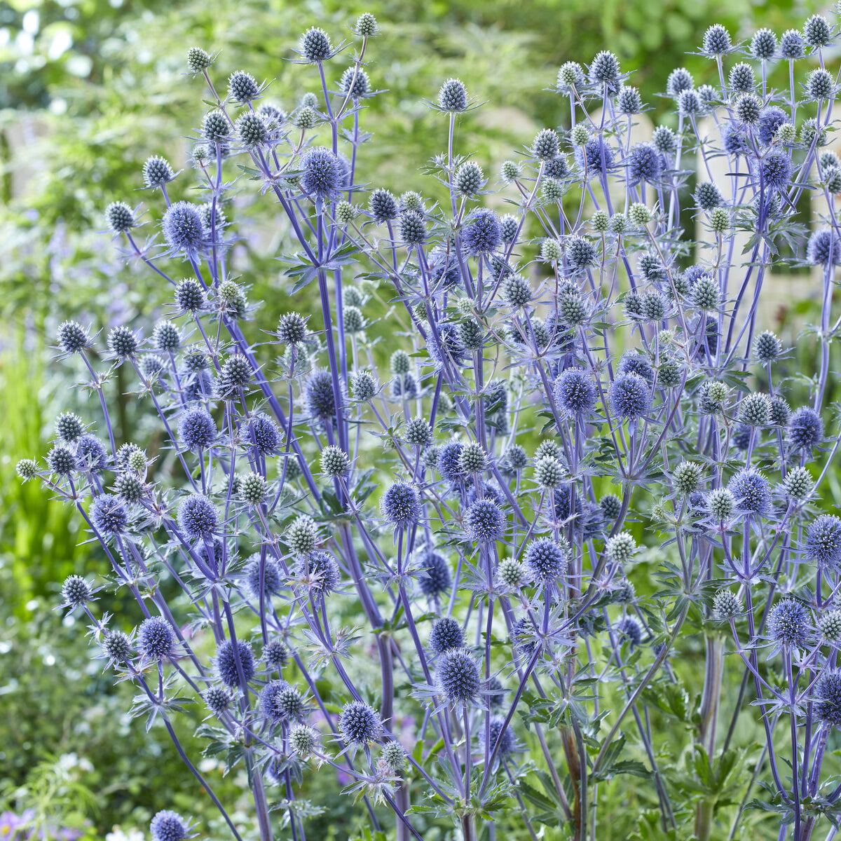 Flachblatt-Mannstreu - Eryngium planum - Willemse