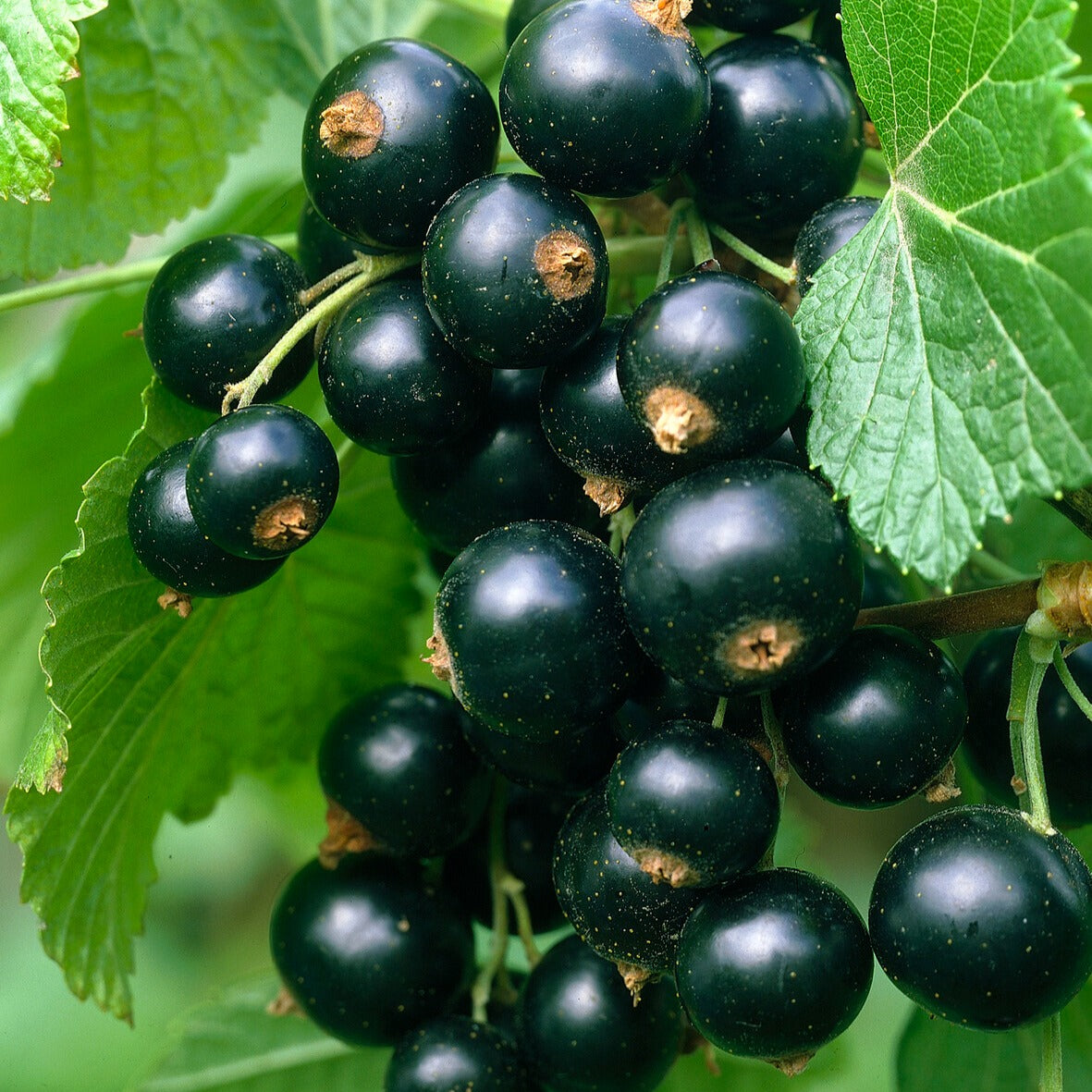 Schwarze Johannisbeere Titania - Willemse
