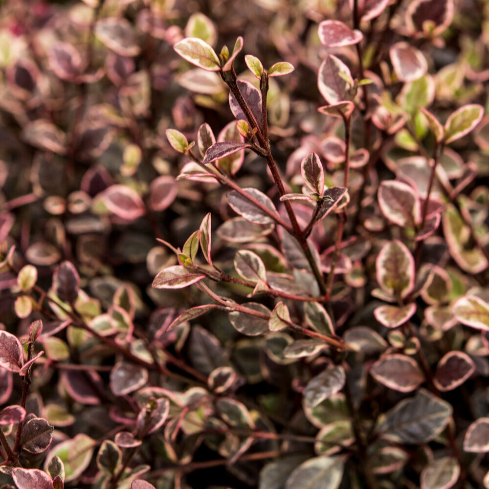 Lophomyrtus - Lophomyrtus x ralphii 'little star' - Willemse