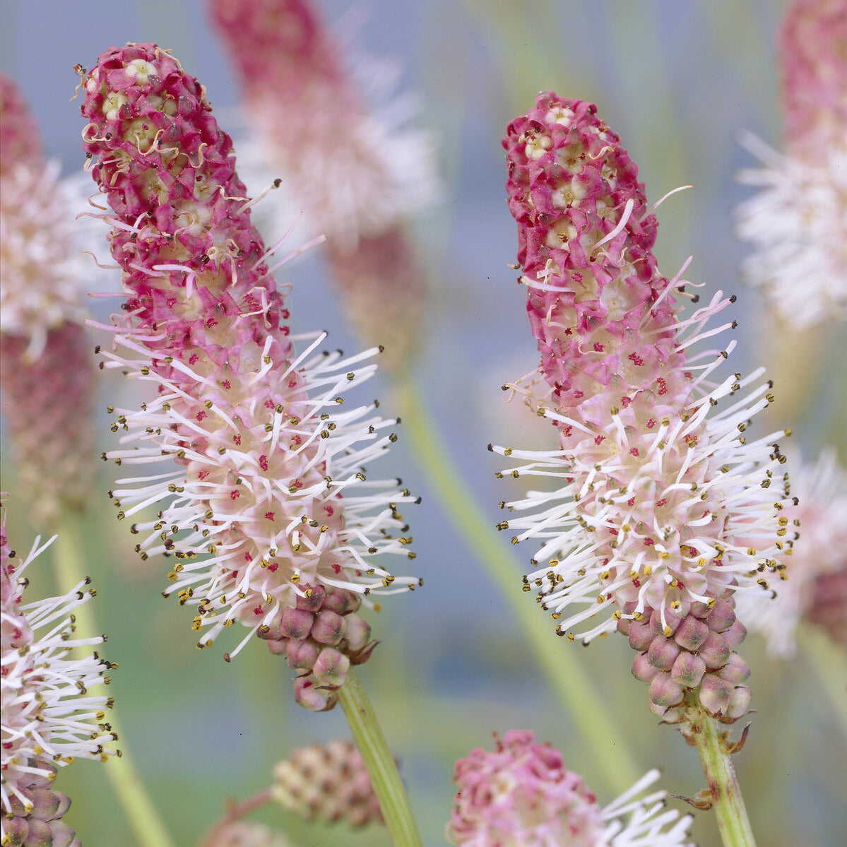 Sanguisorba officinalis Pink Tanna - Großer Wiesenknopf Pink Tanna - Blühende Stauden
