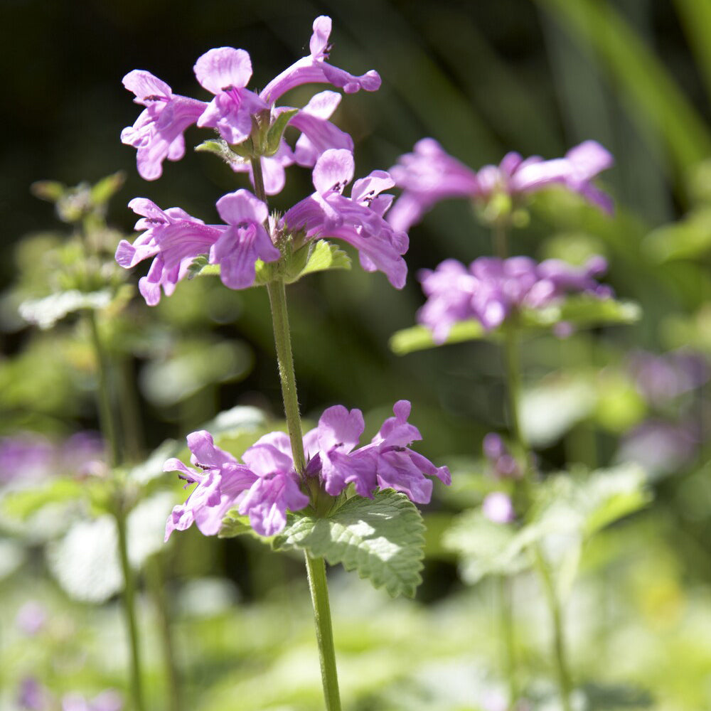 Stachys grandiflora Superba - Großblütiger Ziest Superba - Blühende Stauden