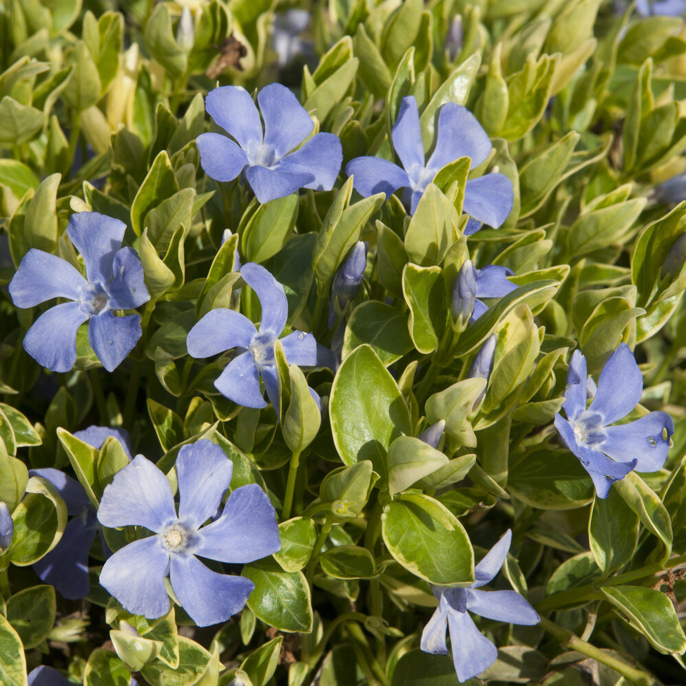 Kleines Immergrün 'Argenteovariegata' - Willemse