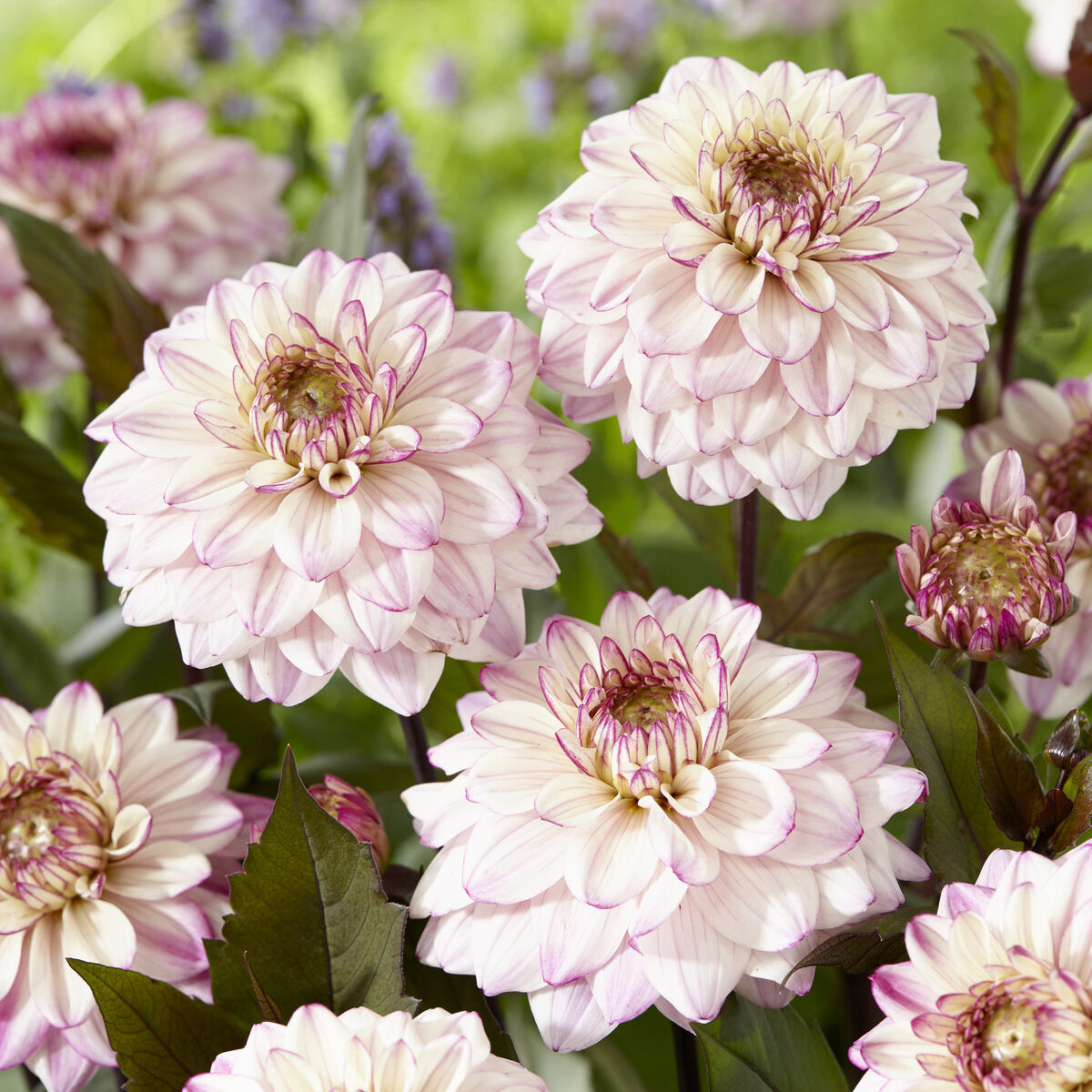 Dekorative Dahlien 'Flashback' - Willemse