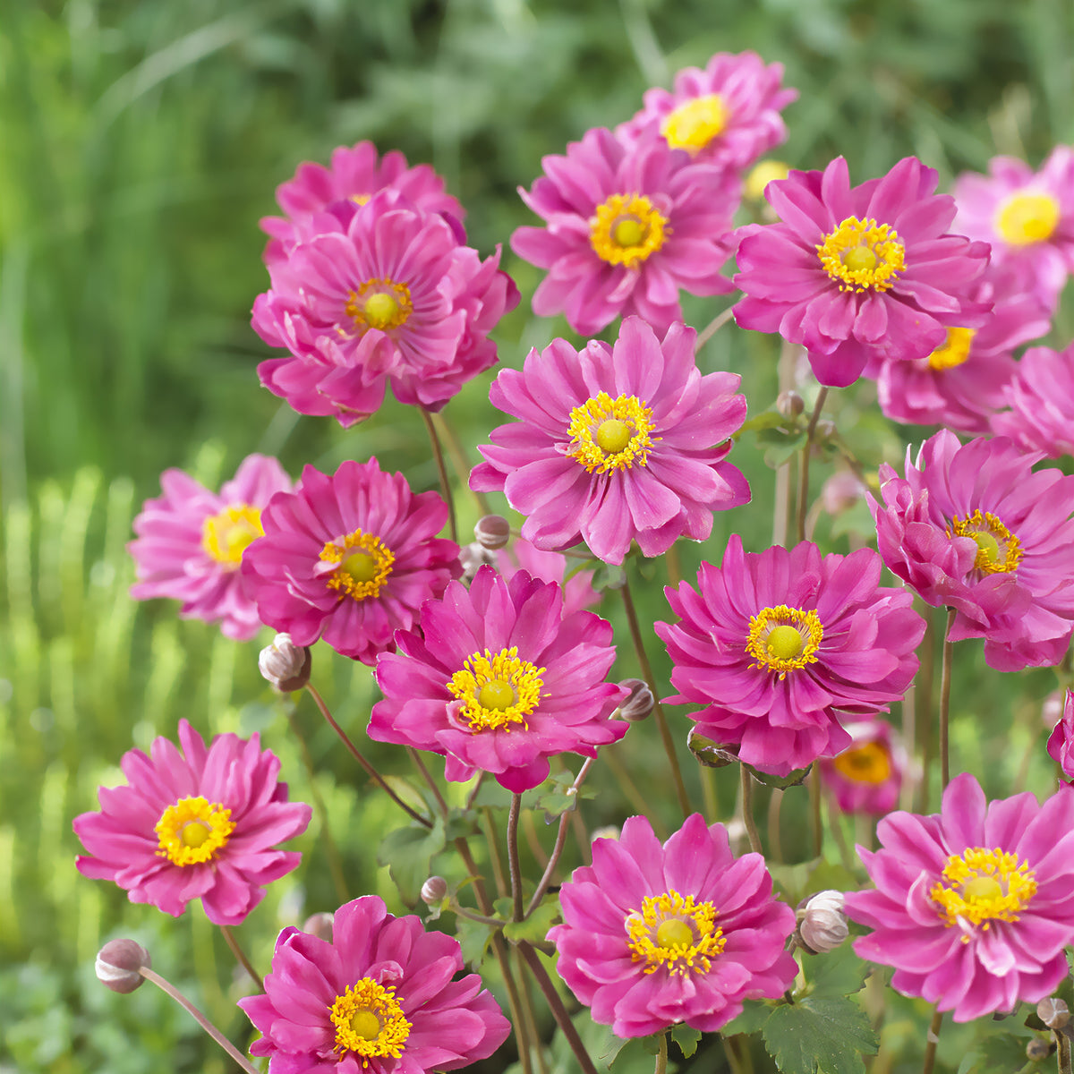 Japanische Anemone Margarete - Anemone hybr. Margarete - Willemse