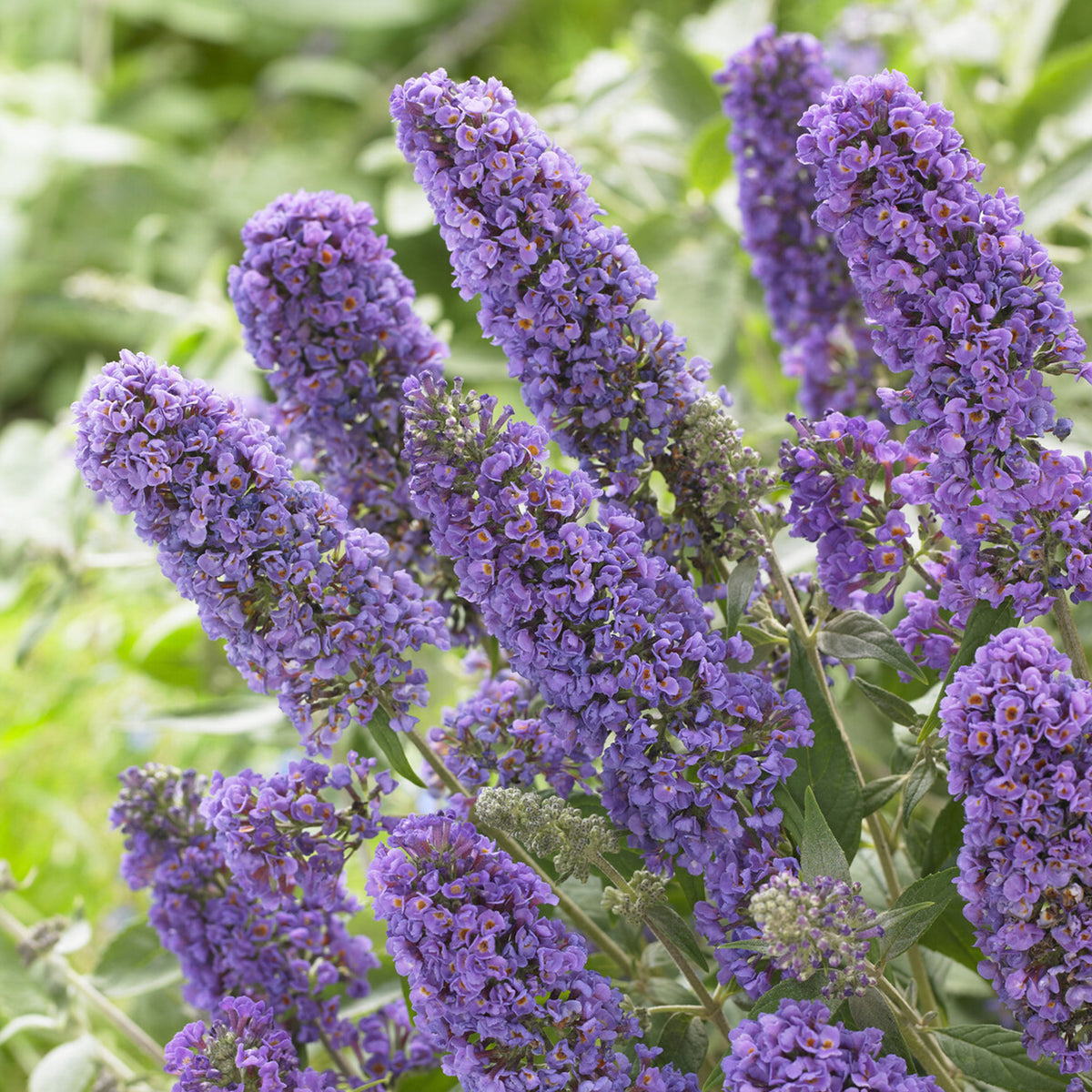 Zwerg-Schmetterlingsbaum ‘Free Petite® Blue Heaven’ - Willemse