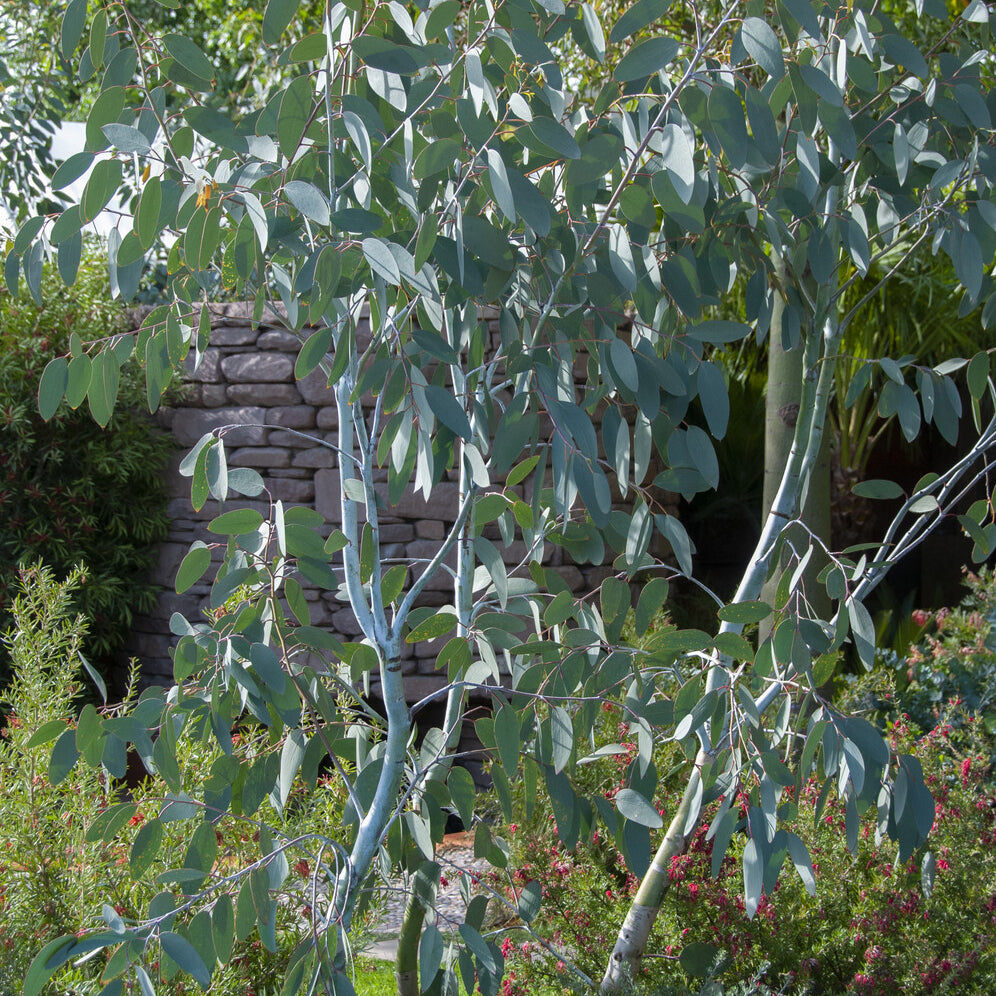 Eukalyptus Blue Ice - Willemse