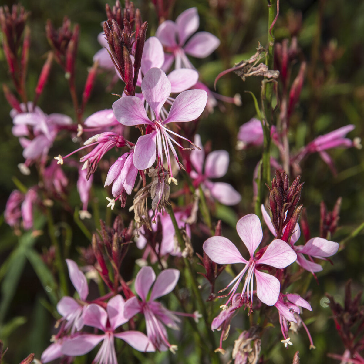 Prachtkerze Baby Butterfly Dark Pink - Gaura lindheimeri Baby Butterfly Dark Pink - Willemse