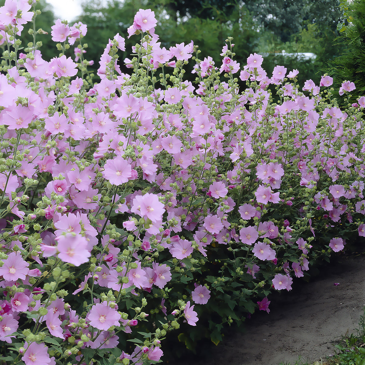 Lavatera Candy Floss - Willemse