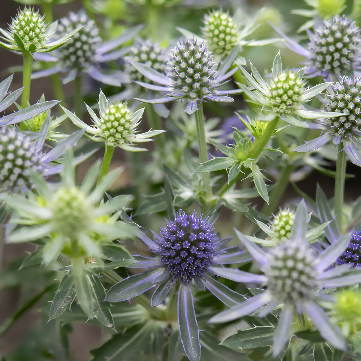 Flachblättrige Edeldistel Blue Hobbit - Willemse